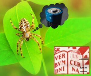Sensors from spider silk